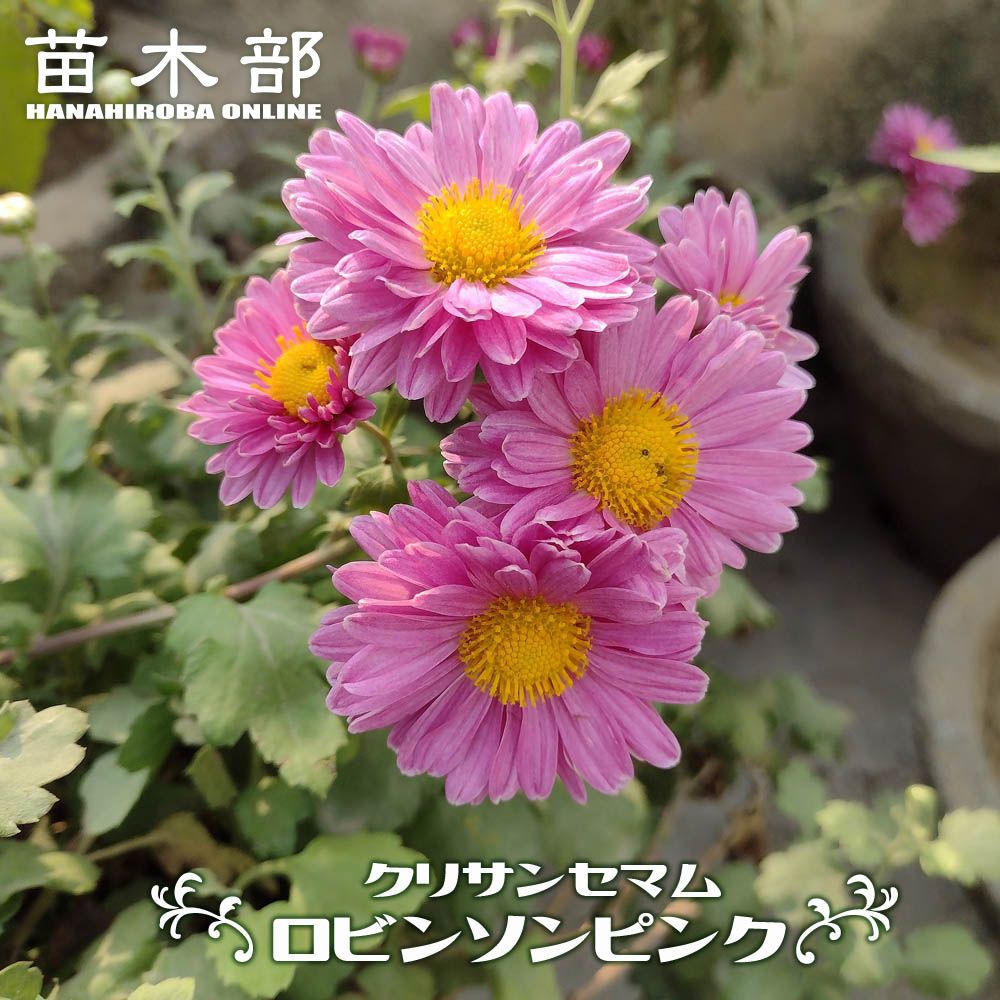 デルフィニウム スカイブルー 苗 販売 苗木部 By 花ひろばオンライン