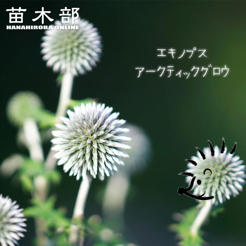 ゲウム マイタイ 宿根草 多年草 苗の販売 苗木部 By 花ひろばオンライン ゲウム マイタイ 宿根草 多年草 苗の販売 苗木部 By 花ひろばオンライン