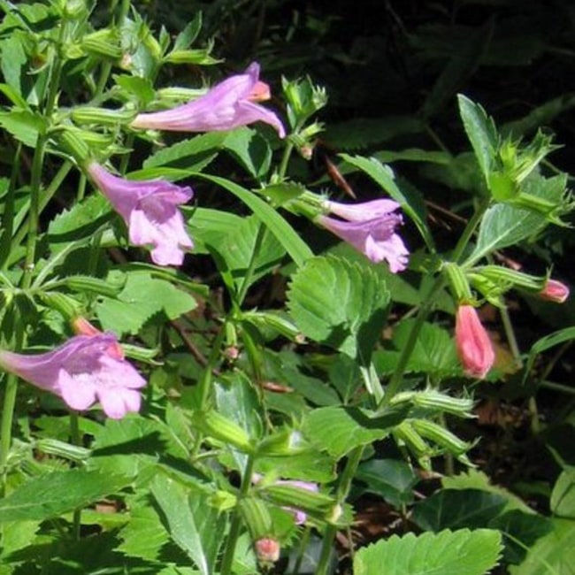 カラミンサ グランディフローラ 苗 販売 苗木部 By 花ひろばオンライン