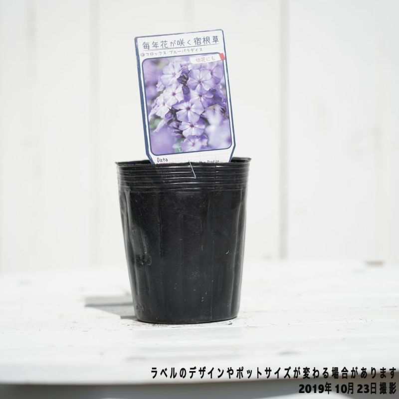 [送料無料]希少ブルー　バカラ　文鎮、置物 バカラ ペーパーウェイト | アンティーク・ヴィンテージ多数取扱い