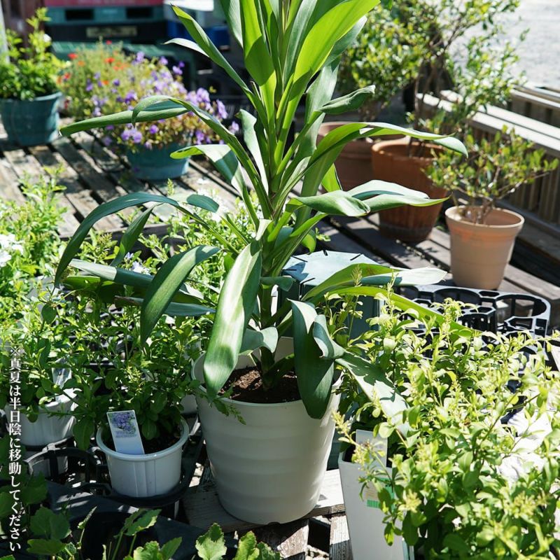 コルジリネ オーストラリス グローカル 苗 通販 苗木部 By 花ひろば