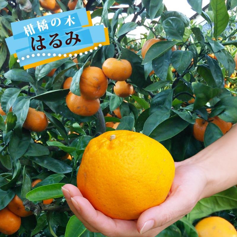 柑橘 はるみ 苗 おすすめ 苗木部 By 花ひろばオンライン