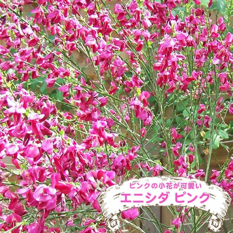 ピンク エニシダ 苗 販売 苗木部 By 花ひろばオンライン