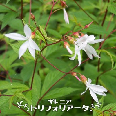 宿根ロベリア 苗 販売 苗木部 By 花ひろばオンライン 宿根ロベリア 苗 販売 苗木部 By 花ひろばオンライン