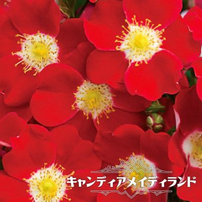 コーネリア オールドローズ バラ 新苗の通販 苗木部 By 花ひろばオンライン コーネリア オールドローズ バラ 新苗の通販 苗木部 By 花ひろばオンライン