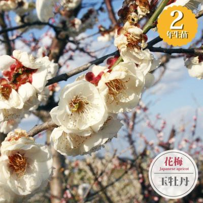 花瓶 和田绿玉梅瓶。花入 花瓶 和田绿玉梅瓶。花入