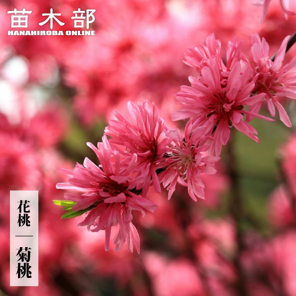 ハナモモ 矢口桃 苗 販売 苗木部 By 花ひろばオンライン ハナモモ 矢口桃 苗 販売 苗木部 By 花ひろばオンライン