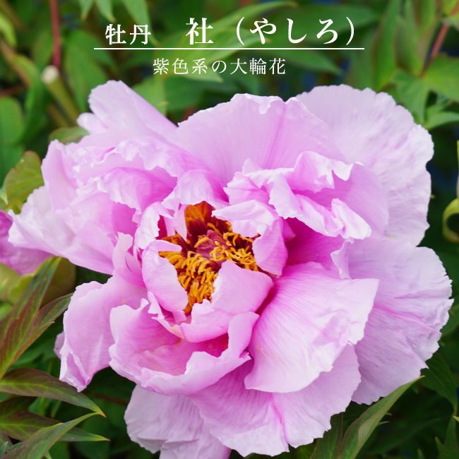 牡丹様 牡丹 社 苗 販売 苗木部 By 花ひろばオンライン