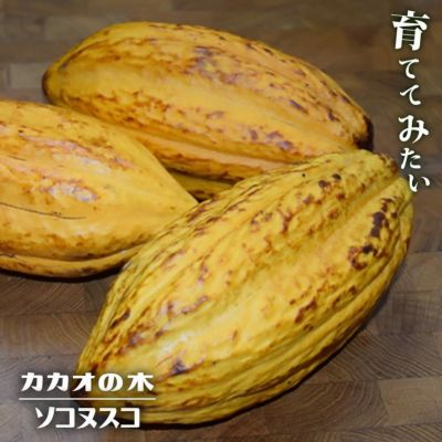 クリオロ種 限定1鉢 国産カカオの実から育てたカカオ苗 クリオロ種 限定1鉢 国産カカオの実から育てたカカオ苗