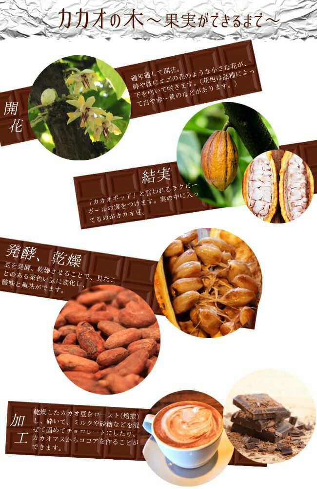 限定1鉢 国産カカオの実から育てたカカオ苗 - トリニタリオ種 カカオ・トリニタリオ種の販売通販ならユーキーズ。