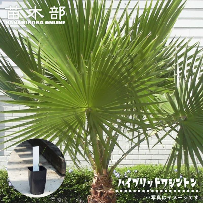 おまとめ売り/ワシントンヤシの苗木19ポット おまとめ売り/ワシントンヤシの苗木19ポット
