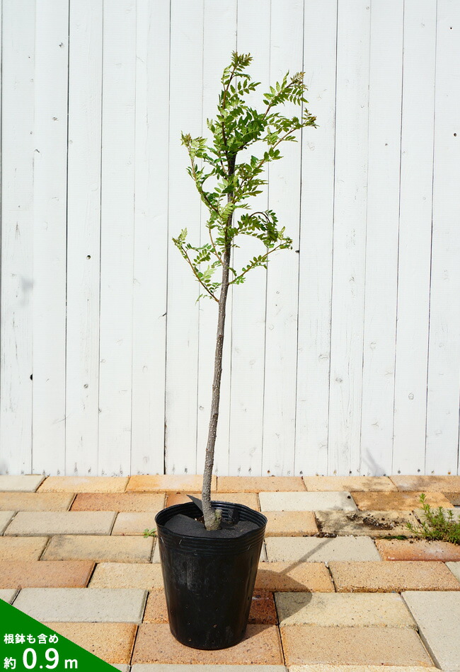 サンショウ 朝倉山椒 青芽系 苗 おすすめ 苗木部 By 花ひろばオンライン