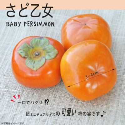 筆柿 不完全甘柿 苗 おすすめ 苗木部 By 花ひろばオンライン 筆柿 不完全甘柿 苗 おすすめ 苗木部 By 花ひろばオンライン