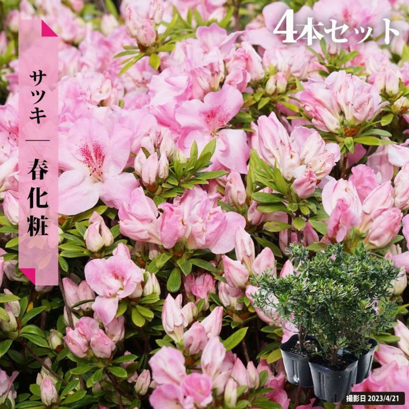 アクリル画　午後の陽光　　　　　　３色のツツジ　春の花 3色で描く水彩画 Watercolor painting with three colors