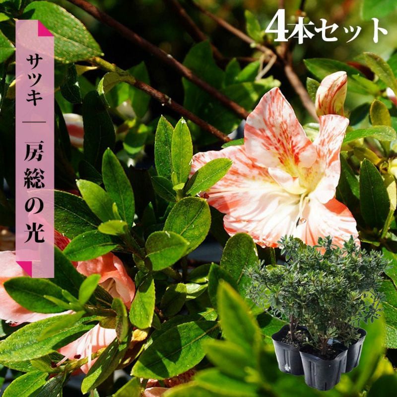 さつき　一生の春 000000036931-01-l.jpg?t=