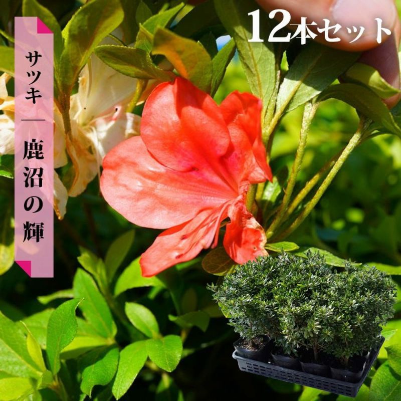 サツキ 鹿沼の輝 苗 通販 苗木部 By 花ひろばオンライン