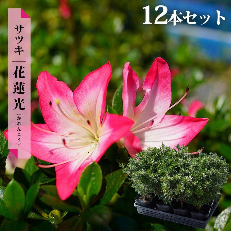 サツキ 花蓮光 苗 通販 苗木部 By 花ひろばオンライン