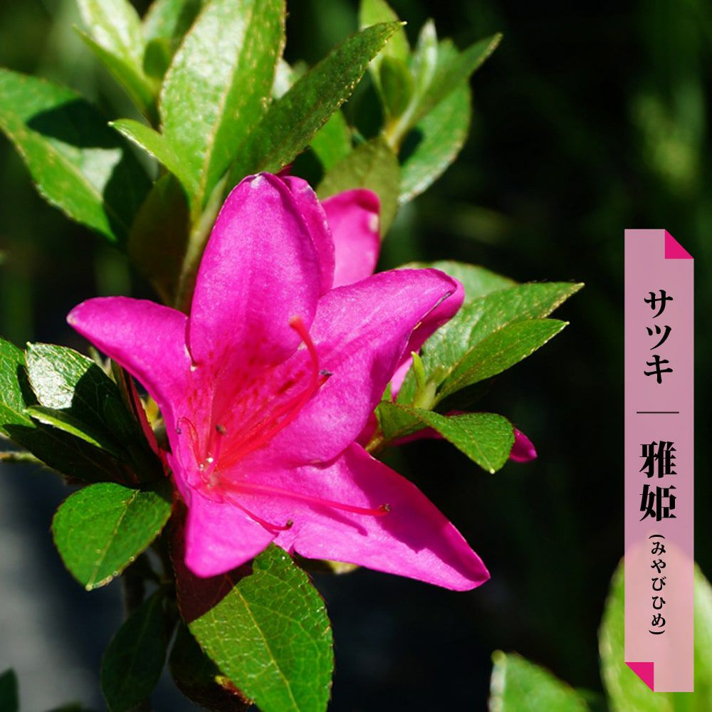 サツキ | 苗木部 本店 By 花ひろばオンライン