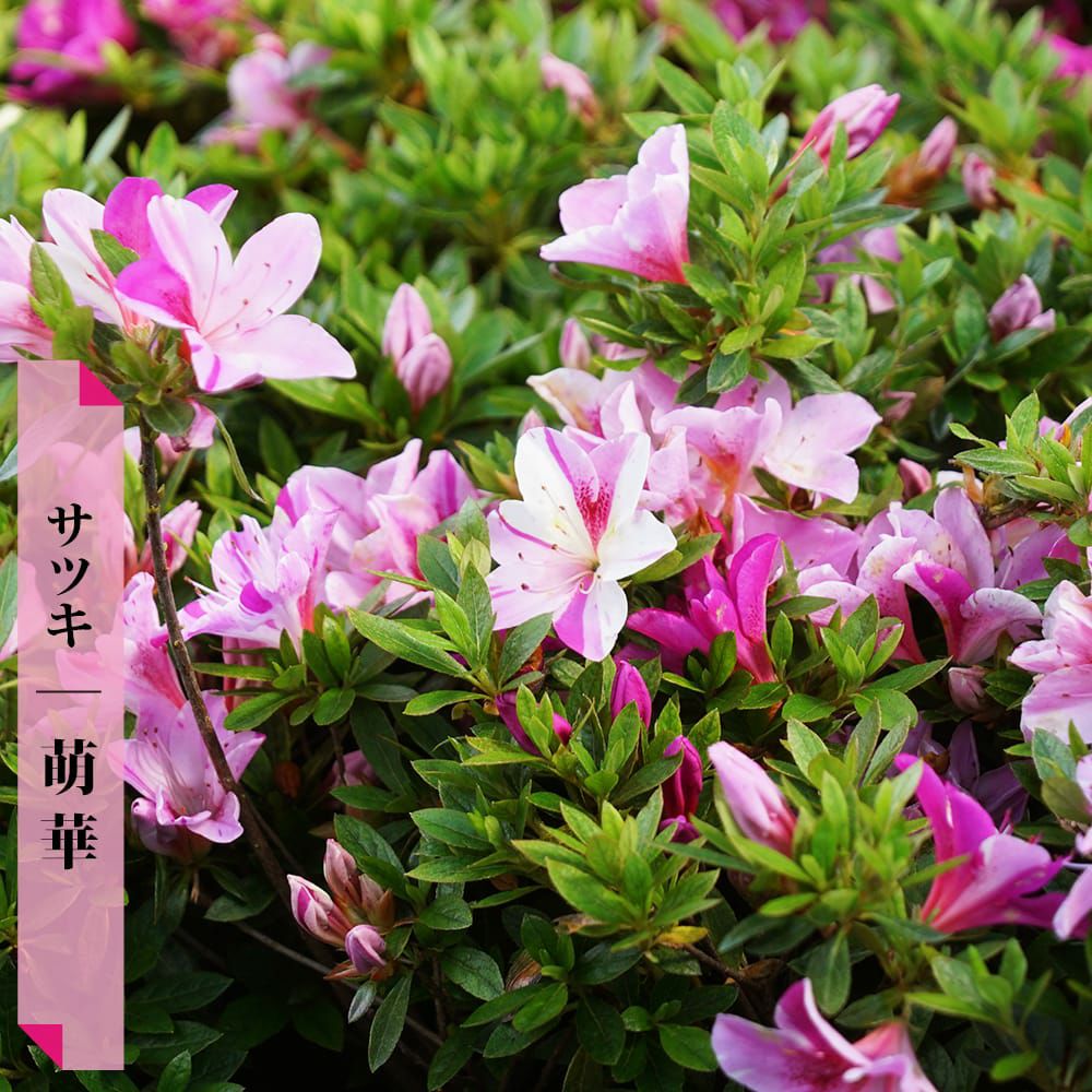 000000036948-01-l.jpg?t=