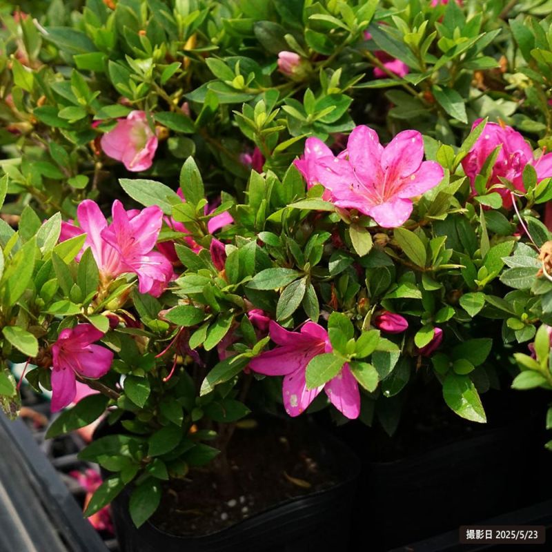 サツキ 販売｜植木買うならグリーンロケット