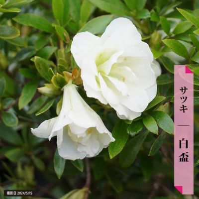 白琳（はくりん）｜皐月盆栽 ｜ 盆栽芸術家・秋山実（BONSAI