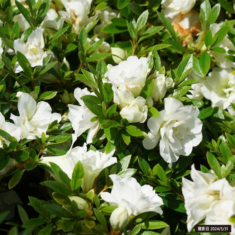 サツキ 白盃 苗 通販 苗木部 By 花ひろばオンライン