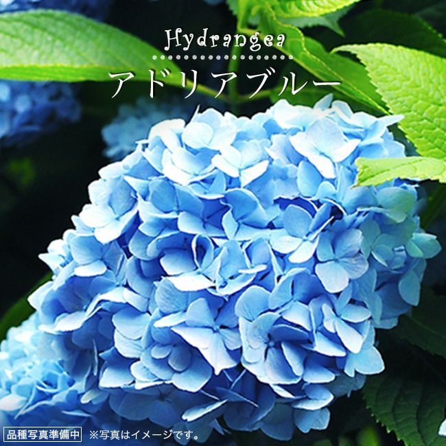 000000037231-01-l.jpg?t=