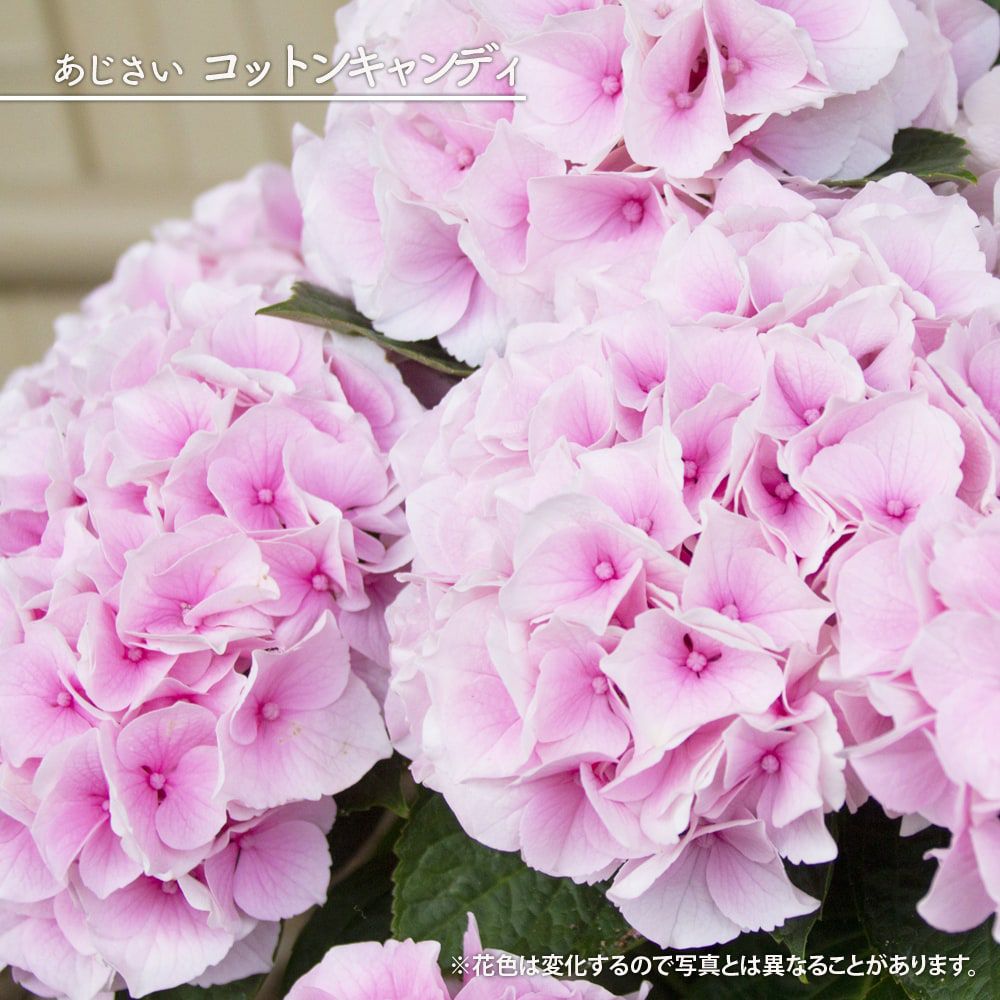アジサイ コットンキャンディ 西洋アジサイ 苗 販売 苗木部 By 花ひろばオンライン