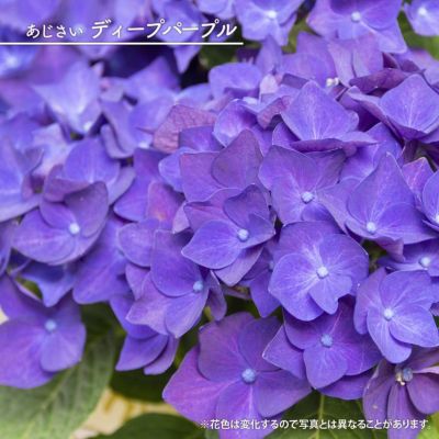 000000037254-01-m.jpg?t=