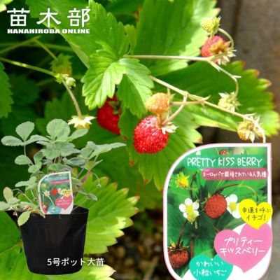 クランベリー クランベリー 苗 販売 苗木部 By 花ひろばオンライン