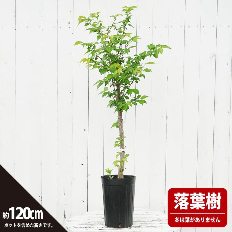 桜さま専用 HF-YOZAKURA'22 F,S/STD | Deviser ｜株式会社ディバイザー