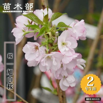 サクラ　SALE　まとめ売り　No.2 サクラ SALE まとめ売り No.2 さくら2点 カード検索 ｜ Z/X