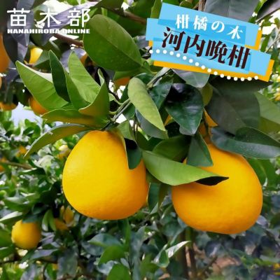 河内晩柑パール柑大苗木♪ レモンの横に(⁠/⁠^⁠-⁠^⁠(⁠^⁠ ⁠^⁠*⁠) 河内晩