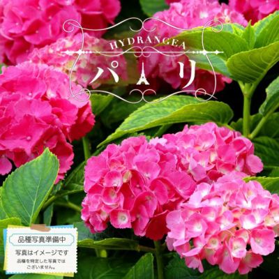 ノーザンハイブッシュ系 ブルーベリー プル 苗 苗木部 By 花ひろばオンライン ノーザンハイブッシュ系 ブルーベリー プル 苗 苗木部 By 花ひろばオンライン