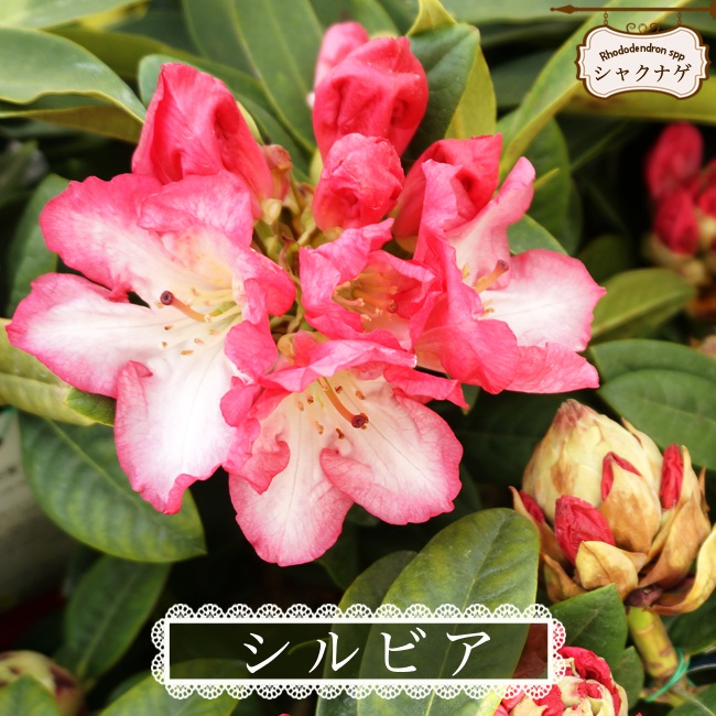 西洋シャクナゲ 花かがり 品種の特徴や剪定 肥料 育て方 庭木専門店の苗木販売