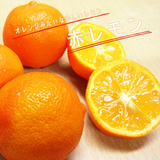 柑橘 レモン 赤レモン 苗 通販 苗木部 By 花ひろばオンライン