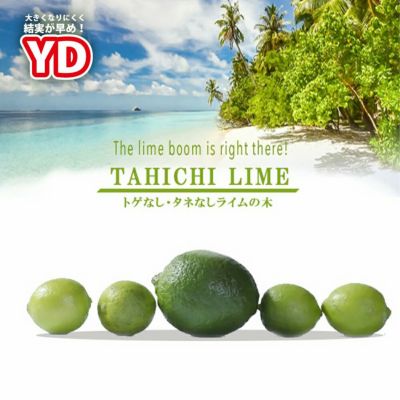 柑橘 ライム タヒチライム 苗 通販 おすすめ 苗木部 By 花ひろばオンライン