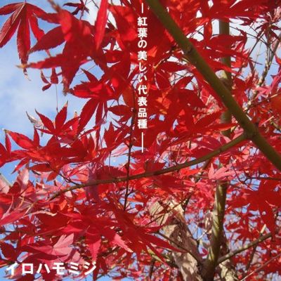もみじ苗木　猩々野村 庭木・植木 庭木苗：猩々野村モミジ*（しょうじょうのむらもみじ