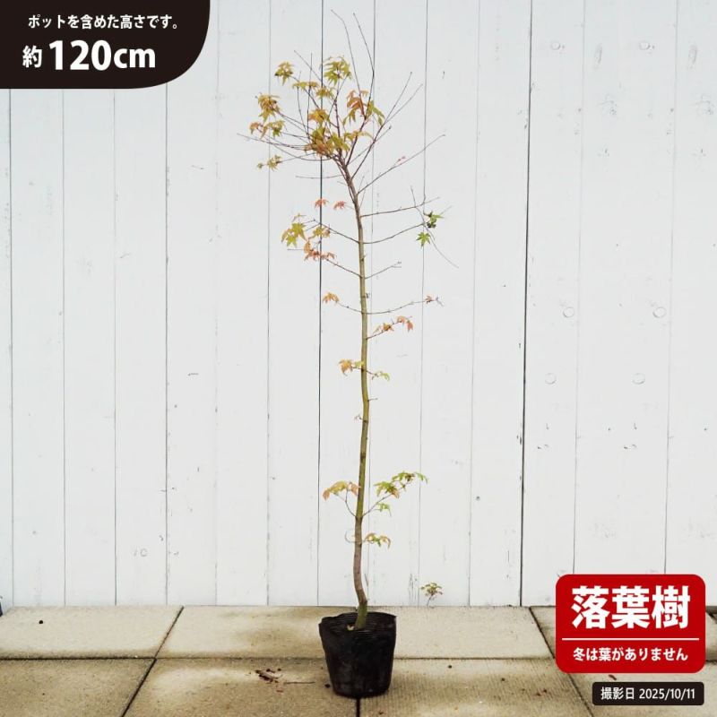 カエデ・もみじ イロハモミジ系 イロハモミジ 苗 育て方 苗木部 By 花