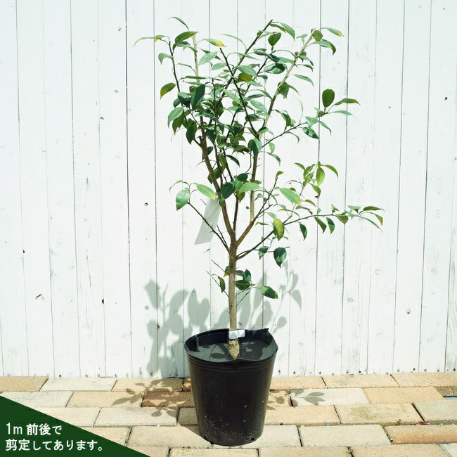 000000037826-03-l.jpg?t=