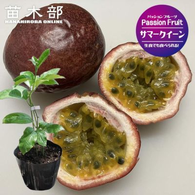 パッションフルーツの苗問い合わせ パッションフルーツの苗問い合わせ
