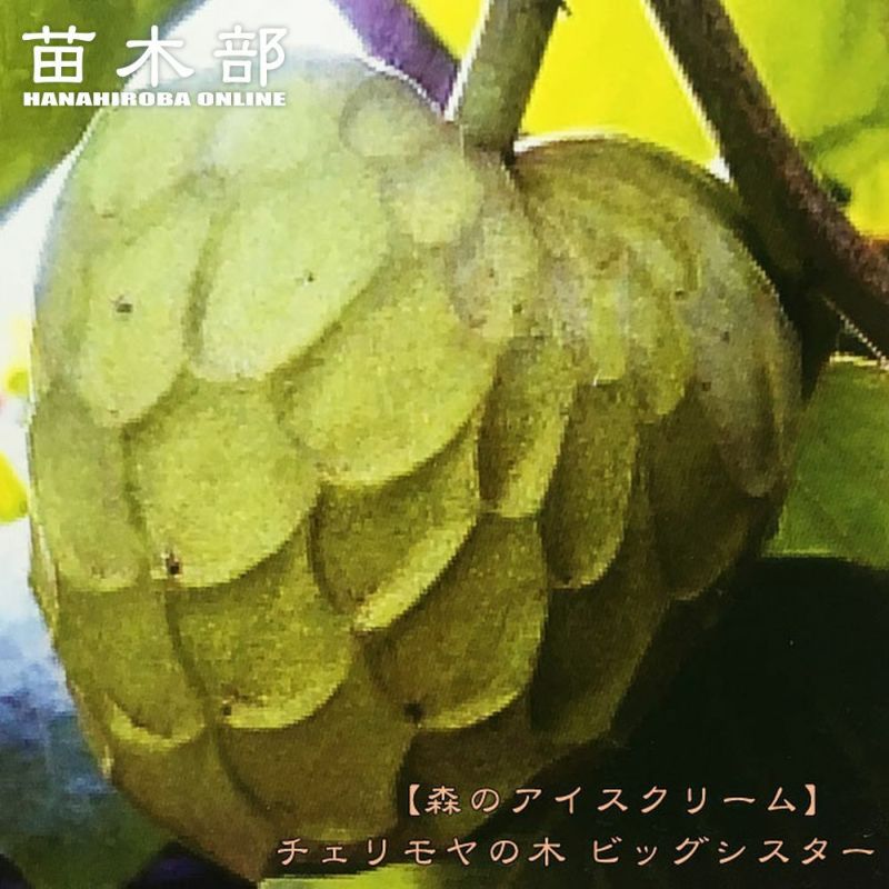 チェリモヤ ビッグシスター アンボネートタイプ 苗 通販 苗木部 By 花
