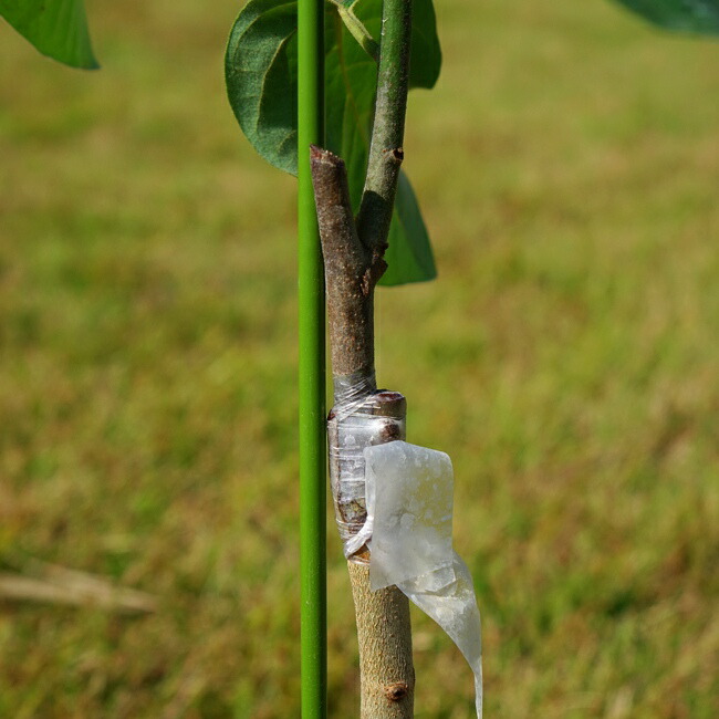 チェリモヤ苗 エルバンポ 接ぎ木苗 南国フルーツ 森のアイスクリーム