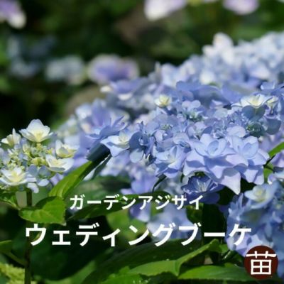 ガーデンアジサイ ホワイトキング 苗 販売 苗木部 By 花ひろば