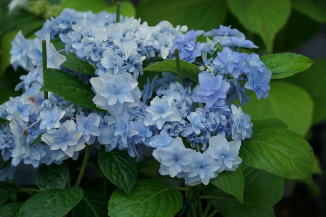 楽天市場】紫陽花 ウエディングブーケの通販