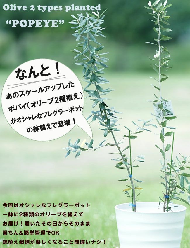 olive-175 観葉植物 オリーブの木 8号 創樹 ベータ キューブ