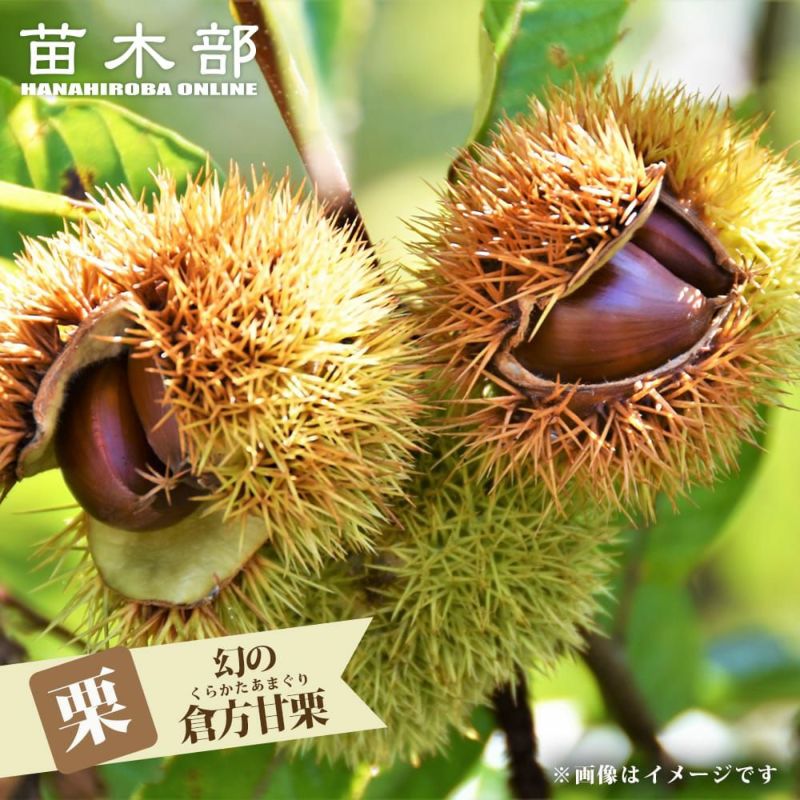 栗 幻の倉方甘栗 苗 販売 苗木部 By 花ひろばオンライン