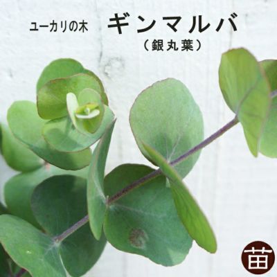 ユーカリの木 アップルボックス 3号ポット苗 シンボルツリー 生垣 目隠し 庭木 常緑樹 苗木部 本店 By 花ひろばオンライン