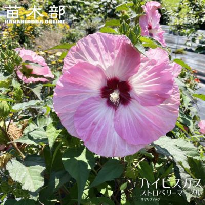 オリエンタルハイブリッド カラフルカサブランカ 苗 通販 苗木部 By 花