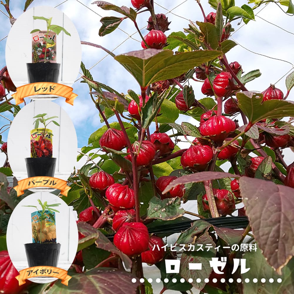 ハーブ苗 ローゼル 専門店のハーブ販売 苗木部 By 花ひろばオンライン 特徴 育て方